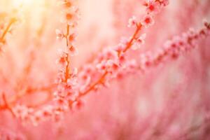 A peach blooms in the spring garden. Beautiful bright pale pink background. A flowering tree branch in selective focus. A dreamy romantic image of spring. Atmospheric natural background photo