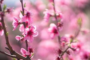 Pink flowers peach tree branch. The flowers are pink and have a delicate appearance. Concept of beauty and tranquility. photo