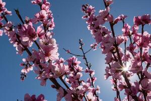 peach tree with pink flowers and a blue sky. The sun is shining on the tree. photo