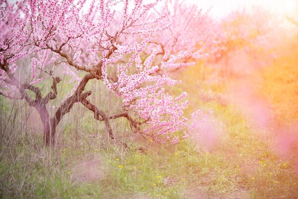 A peach blooms in the spring garden. Beautiful bright pale pink background. A flowering tree branch in selective focus. A dreamy romantic image of spring. Atmospheric natural background