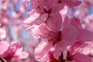 close up pink peach flower against a blue sky. The flower is the main focus of the image, and it is in full bloom. photo
