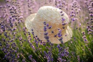 A straw hat is sitting in a field of purple flowers. The hat is the only object in the scene, and it is surrounded by a sea of lavender. photo