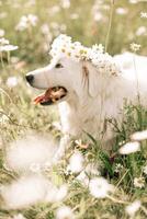 Daisies white dog Maremma Sheepdog in a wreath of daisies sits on a green lawn with wild flowers daisies, walks a pet. Cute photo with a dog in a wreath of daisies.