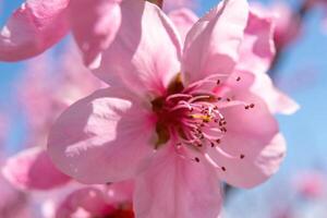 close up pink peach flower against a blue sky. The flower is the main focus of the image, and it is in full bloom. photo
