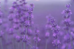 Lavender flower field. Violet lavender field sanset close up. Lavender flowers in pastel colors at blur background. Nature background with lavender in the field. photo