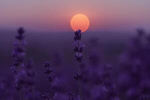 Lavender flower field. Violet lavender field sanset close up. Lavender flowers in pastel colors at blur background. Nature background with lavender in the field. photo