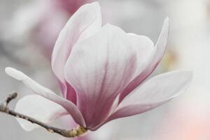Magnolia Sulanjana flowers with petals in the spring season. beautiful pink magnolia flowers in spring, selective focusing. photo