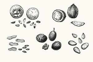 Engraved illustrations of peanuts, almonds, coconut, walnuts, pecans on isolated background. Hand drawn ink illustration of nut kernels and shells for logo, card, label, sign, wrapping, print vector