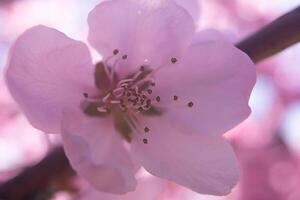 close up pink peach flower against a blue sky. The flower is the main focus of the image, and it is in full bloom. photo