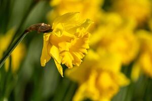 A bunch of yellow flowers with a blurry background. The flowers are in full bloom and are the main focus of the image. photo