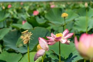 A pink lotus flower sways in the wind, Nelumbo nucifera. Against the background of their green leaves. Lotus field on the lake in natural environment. photo