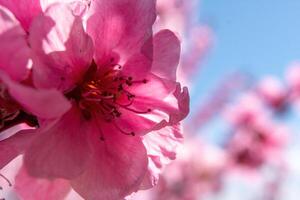 close up pink peach flower against a blue sky. The flower is the main focus of the image, and it is in full bloom. photo
