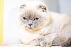 A cat is laying down on a white surface. The cat is looking away from the camera. The cat appears to be relaxed and comfortable. photo