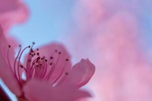 close up pink peach flower against a blue sky. The flower is the main focus of the image, and it is in full bloom. photo