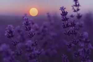 Lavender flower field. Violet lavender field sanset close up. Lavender flowers in pastel colors at blur background. Nature background with lavender in the field. photo
