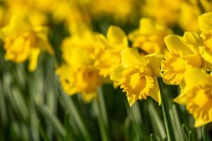 A field of yellow daffodils with green stems. The flowers are in full bloom and are arranged in a neat row. Concept of beauty and tranquility. photo