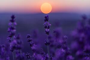 Lavender flower background. Violet lavender field sanset close up. Lavender flowers in pastel colors at blur background. Nature background with lavender in the field. photo