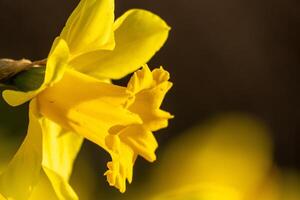 A bunch of yellow flowers with a blurry background. The flowers are in full bloom and are the main focus of the image. photo