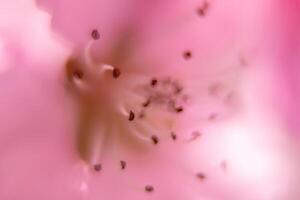 close up pink peach flower with a fuzzy, blurry background. The flower is the main focus of the image, and the background is intentionally blurred to draw attention to the flower. photo