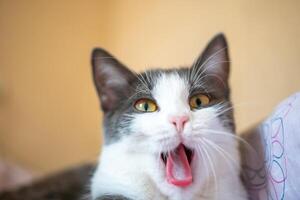 A cat is yawning and has its mouth open. The cat is on a bed and is looking at the camera. photo