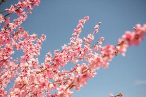 peach tree with pink flowers is in full bloom. The flowers are large and bright, and they are scattered throughout the tree. The tree is surrounded by a field, and the sky is clear and blue. photo