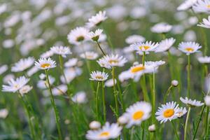 A field of white daisies with yellow centers. The flowers are scattered throughout the field, with some closer to the foreground and others further back. The scene is peaceful and serene. photo