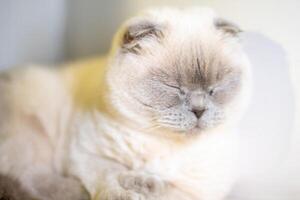 A cat is laying down on a white surface. The cat is looking away from the camera. The cat appears to be relaxed and comfortable. photo
