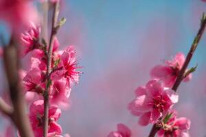 tree with pink peach flowers is in full bloom. The flowers are large and bright, and they are scattered throughout the tree. The tree is surrounded by a clear blue sky. photo