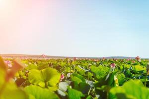 A pink lotus flower sways in the wind. Against the background of their green leaves. Lotus field on the lake in natural environment. photo