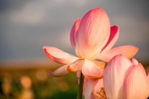 Sunrise in the field of lotuses, Pink lotus Nelumbo nucifera sways in the wind. Against the background of their green leaves. Lotus field on the lake in natural environment. photo