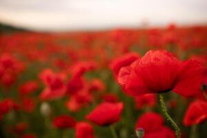 A field of red poppies with a single red flower in the foreground. photo