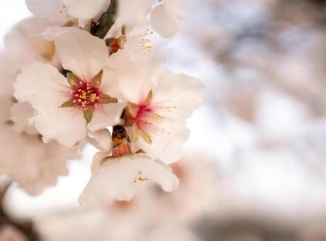 blanco flores almendra primavera, adornar árbol ramas debajo brillante luz de sol, calificación el llegada de primavera. foto