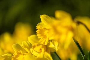 A field of yellow daffodils with green stems. The flowers are in full bloom and are arranged in a neat row. Concept of beauty and tranquility. photo