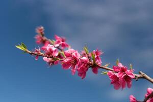 Pink flowers peach tree branch with a blue sky in the background. The flowers are in full bloom and the sky is clear and bright. photo