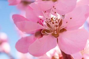 close up pink peach flower against a blue sky. The flower is the main focus of the image, and it is in full bloom. photo