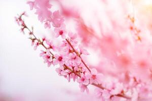 A peach blooms in the spring garden. Beautiful bright pale pink background. A flowering tree branch in selective focus. A dreamy romantic image of spring. Atmospheric natural background photo
