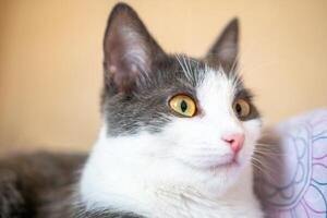 Funny cat is laying on a bed with a pink and white blanket. The cat is looking at the camera with a curious expression. photo