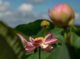 A pink lotus flower sways in the wind. Against the background of their green leaves. Lotus field on the lake in natural environment. photo