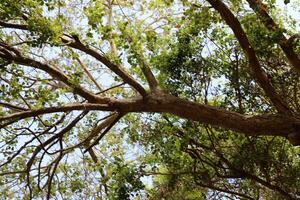 Part of a tall tree trunk close up. photo