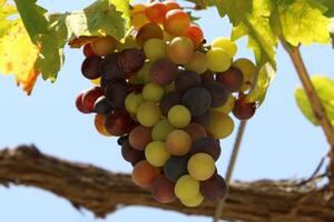 Ripe fruits on a fruit tree in a city park. photo