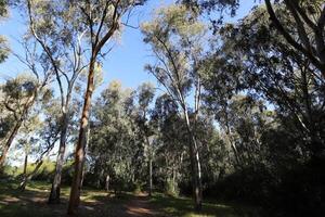 Dense eucalyptus forest in northern Israel. photo