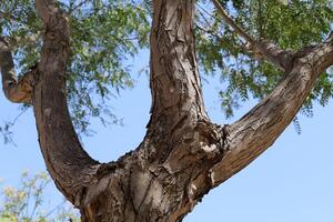 Part of a tall tree trunk close up. photo