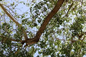 Part of a tall tree trunk close up. photo