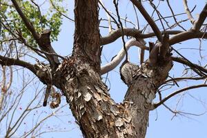 Part of a tall tree trunk close up. photo