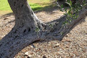 Part of a tall tree trunk close up. photo
