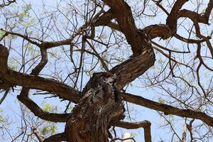 Part of a tall tree trunk close up. photo