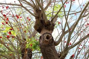 Part of a tall tree trunk close up. photo