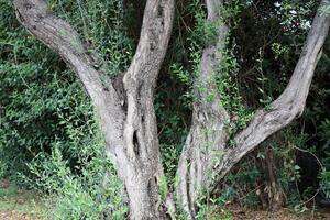 Part of a tall tree trunk close up. photo