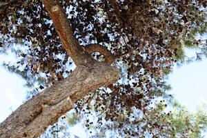 Part of a tall tree trunk close up. photo