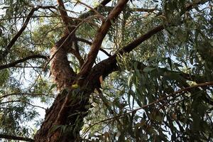 Part of a tall tree trunk close up. photo